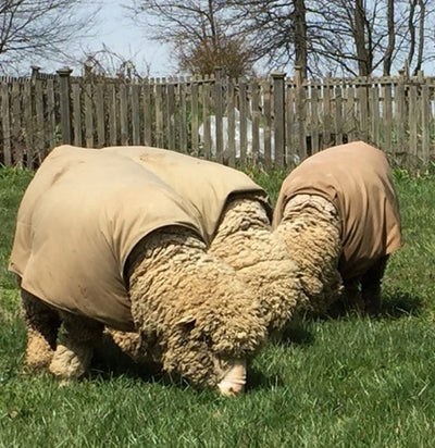 Finest Virginia Merino Wool:  Matilda of Black Sheep Farm